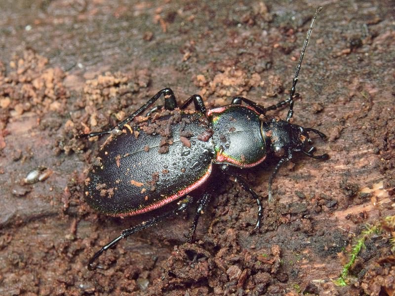 Carabus marginalis Fabricius, 1794